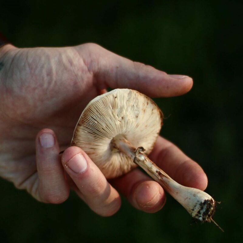Shrooms | Magic Mushrooms Vancouver Canada