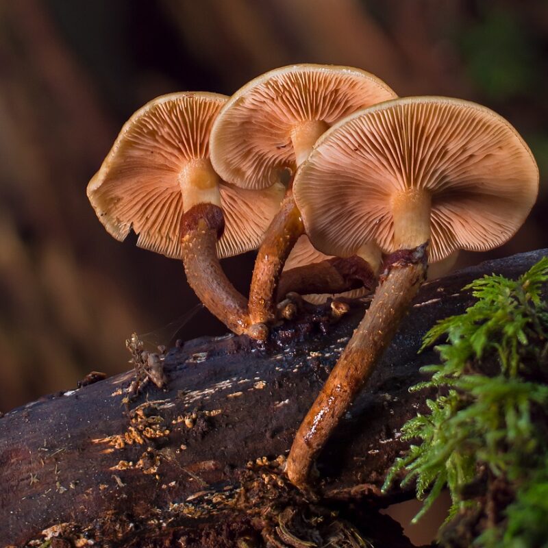 alacabenzi strain | Magic Mushrooms Vancouver Canada