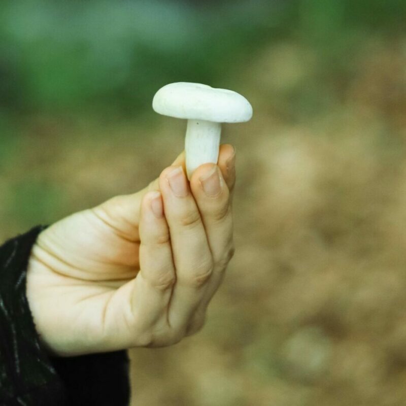 shrooms online in Canada | Magic Mushrooms Vancouver Canada