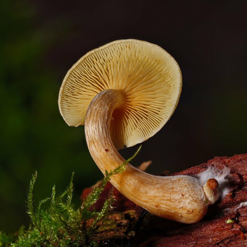 Alacabenzi Strain | Magic Mushrooms Vancouver Canada