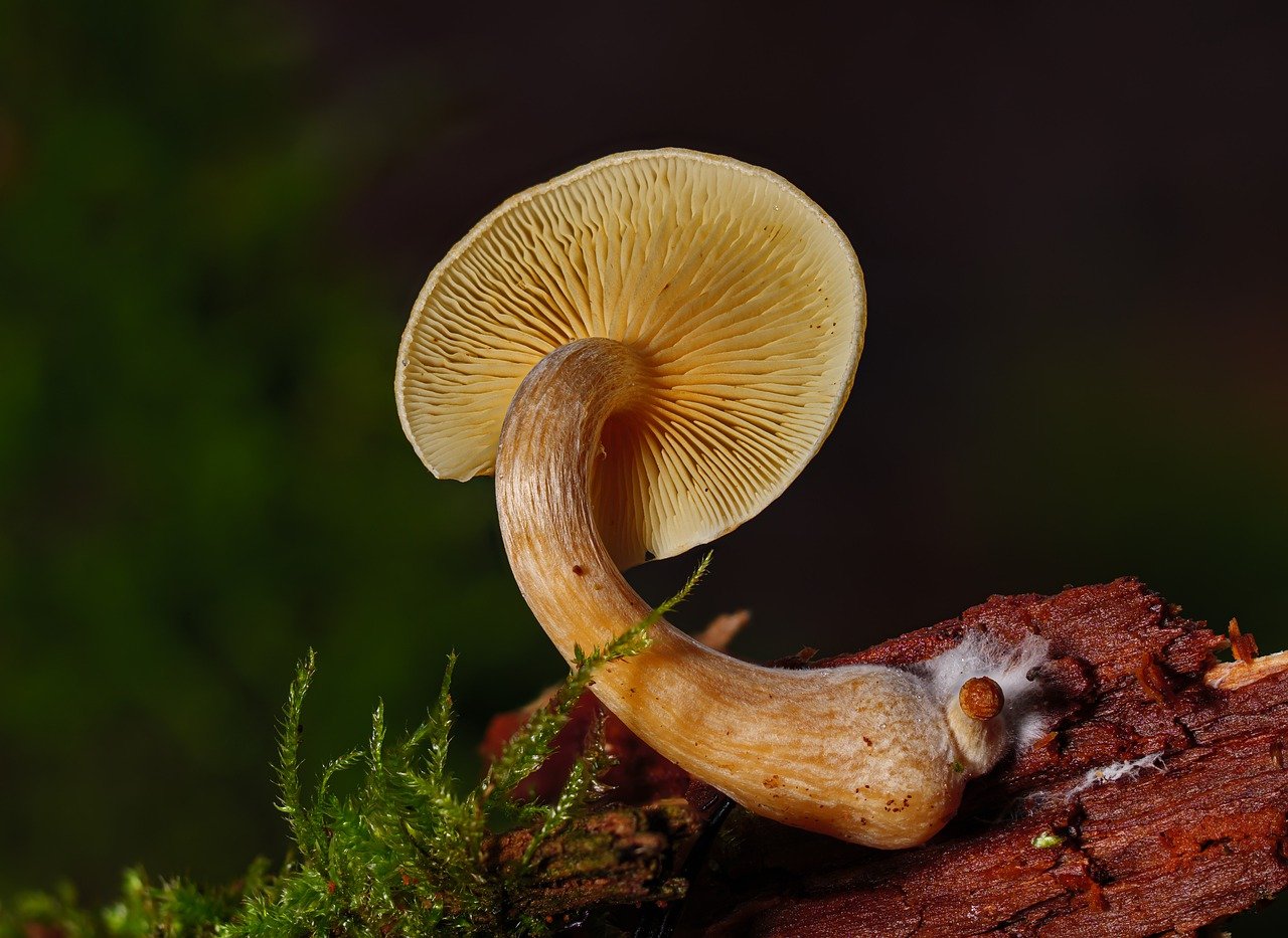 Overview of Alacabenzi Strain: Essential Information for Users Before Taking the Initial Dose