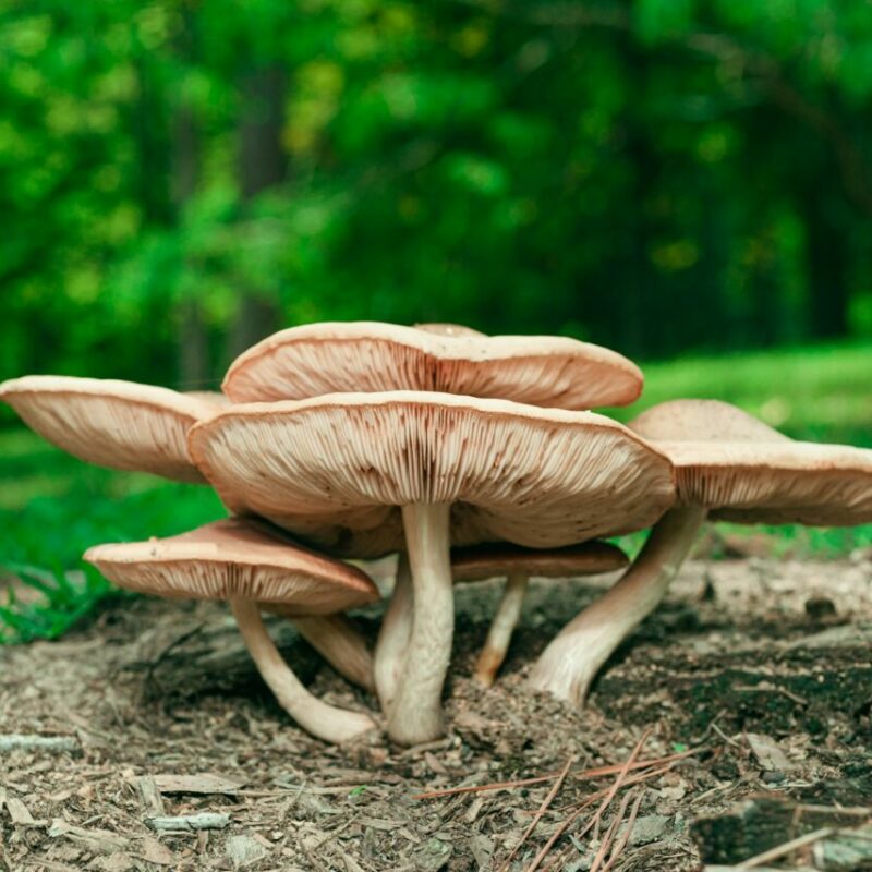 Big Daddy Mushroom | Magic Mushrooms Vancouver Canada