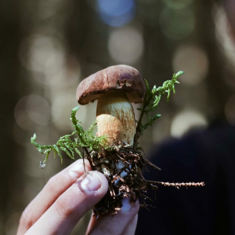 Buy Shrooms | Magic Mushrooms Vancouver Canada