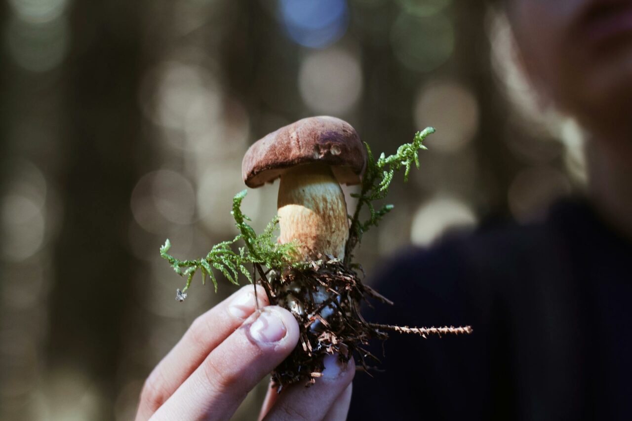 Purchase Psychedelic Mushrooms Online? A Retiree Regrets Not Utilizing Psilocybin 45 Years Earlier.