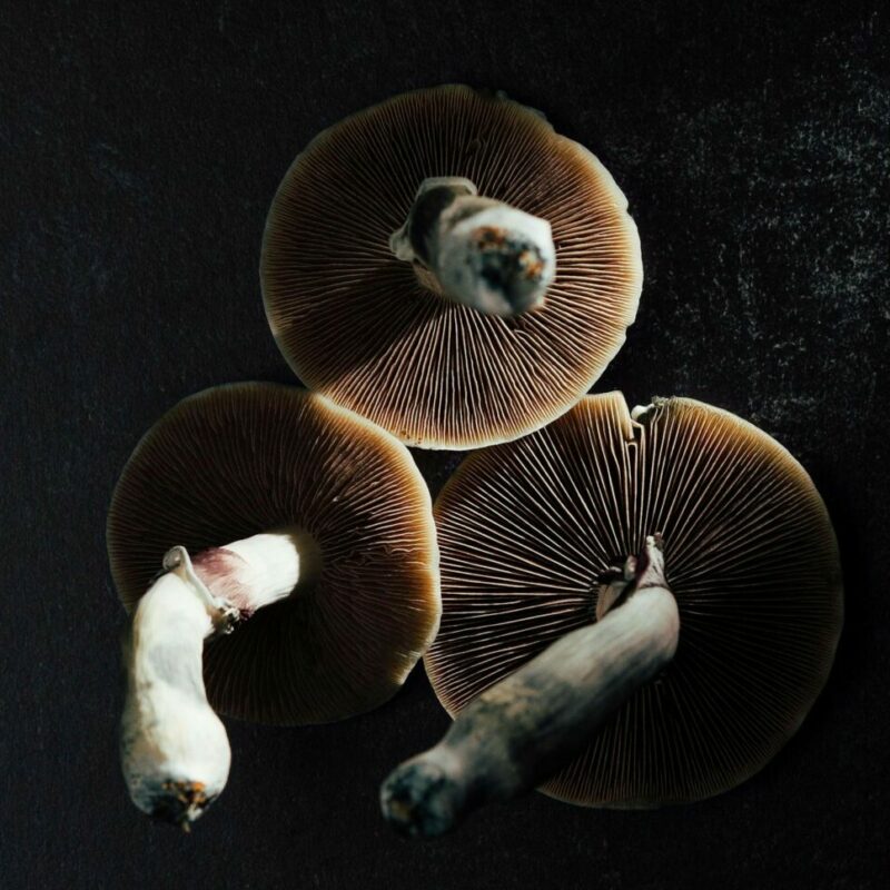 Magic Mushroom Canada | Magic Mushrooms Vancouver Canada