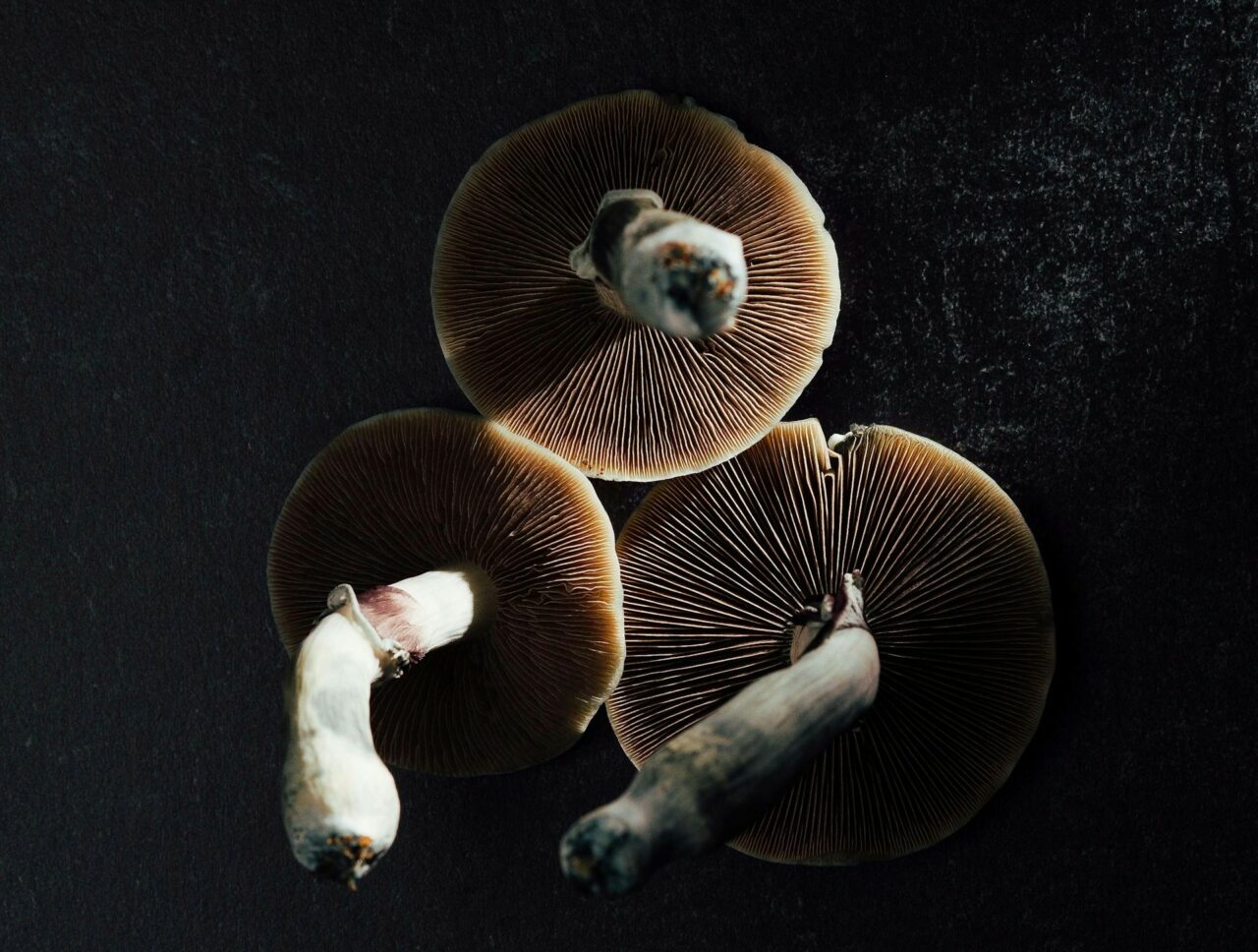Magic Mushroom Canada – Specialists Discuss Why Natural Psilocybin Has a Stronger Impact Than Its Laboratory-Produced Counterpart