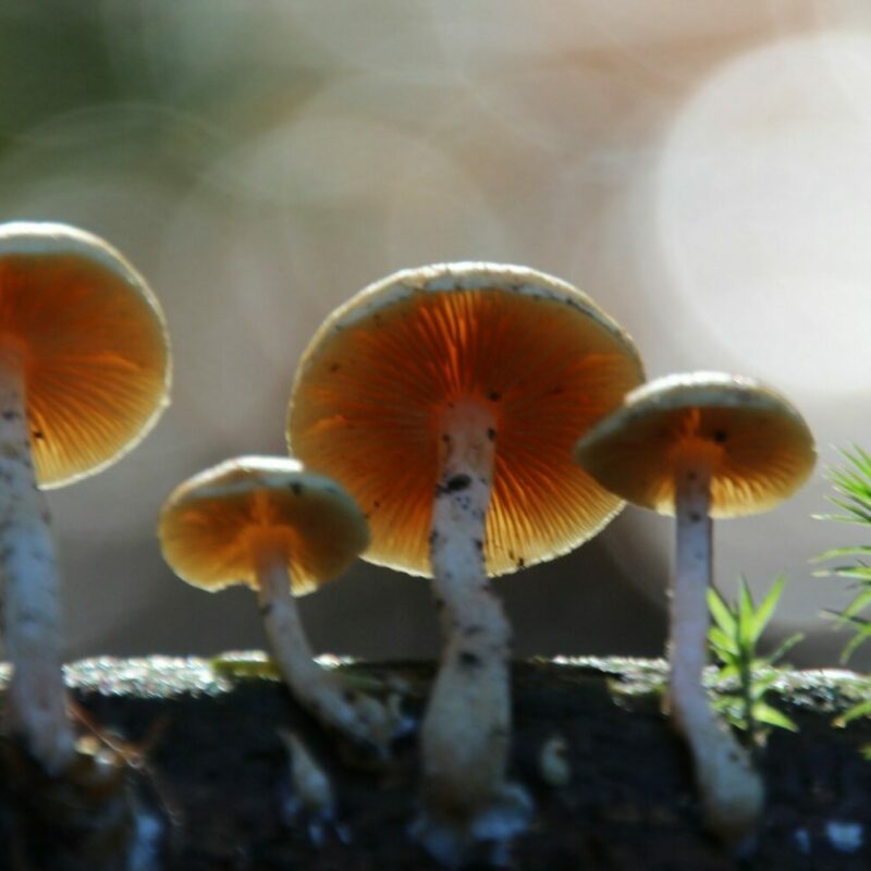 Magic Mushroom Delivery | Magic Mushrooms Vancouver Canada