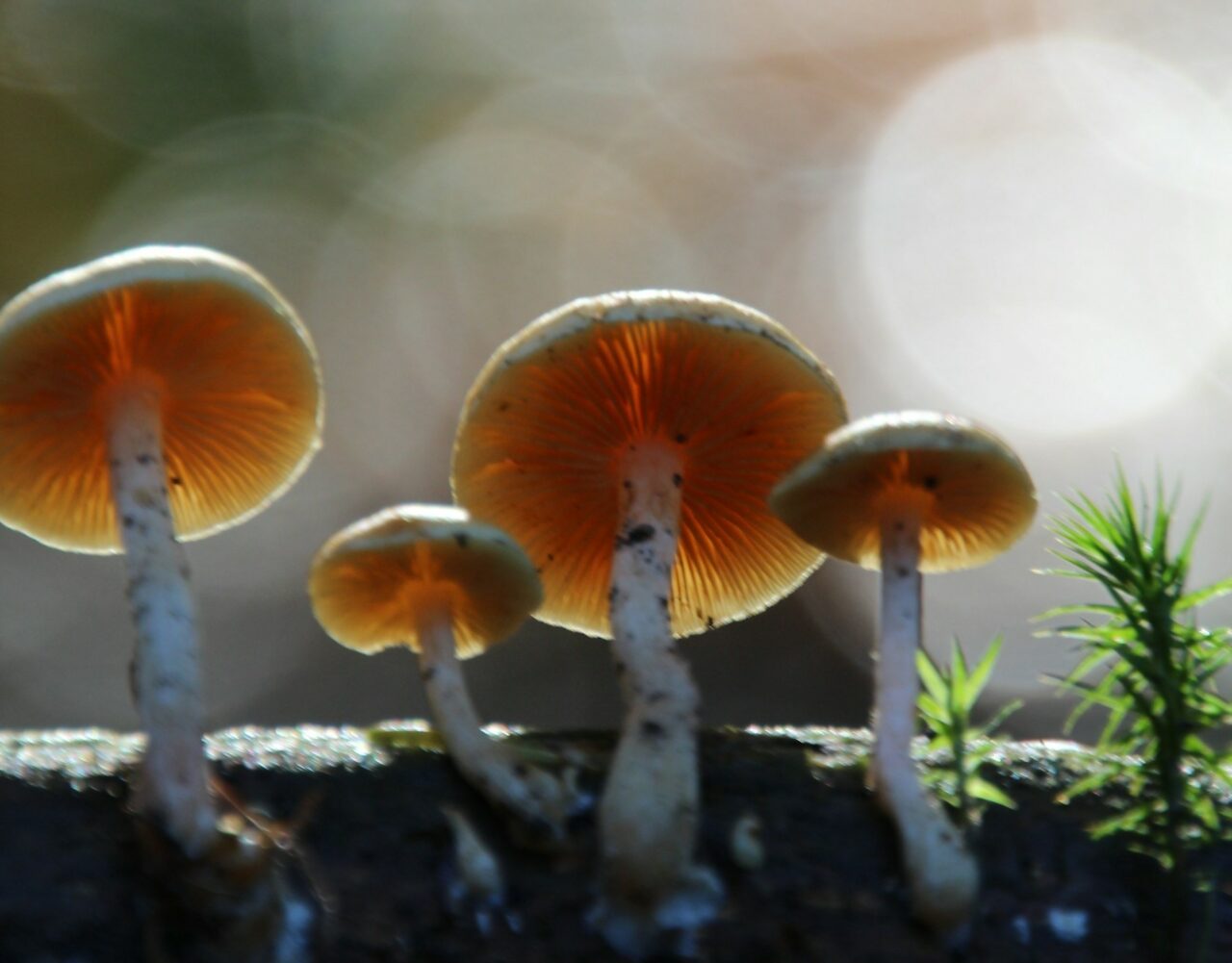 How Magic Mushroom Delivery Revolutionized My Psychedelic Experiences (for the Better)