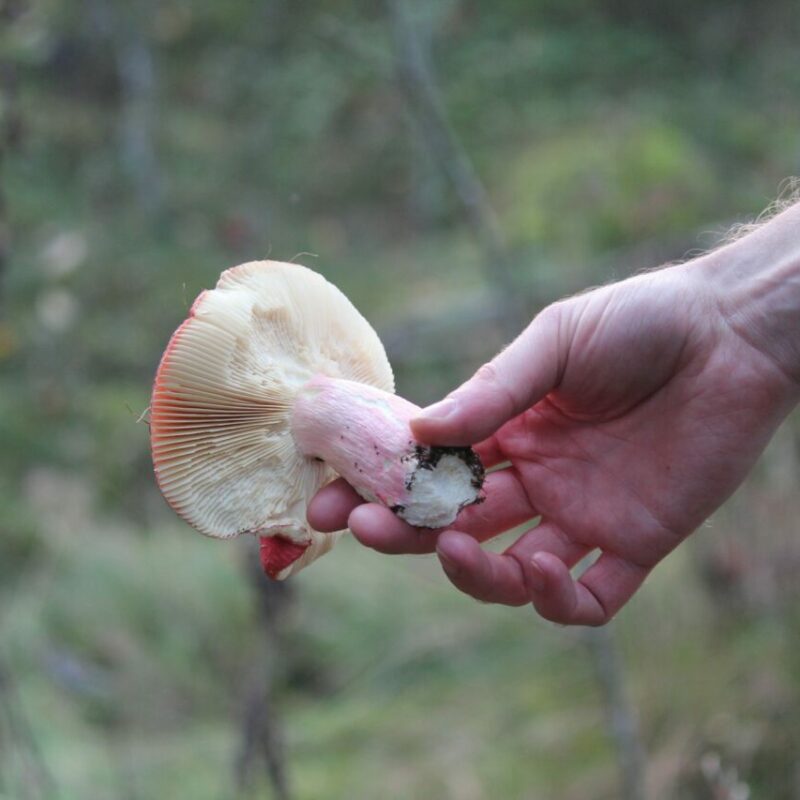 | Magic Mushrooms Vancouver Canada Magic Mushroom Delivery | Magic Mushrooms Vancouver Canada
