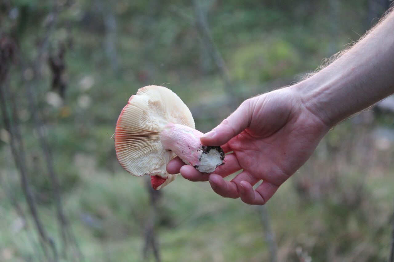<div>
  <h1>Magic Mushroom Delivery Assists Paralyzed Mountain Athletes in Recovery</h1>
  <p>Having a difficult time getting through the day? Feeling a little bit down? <strong><a href=