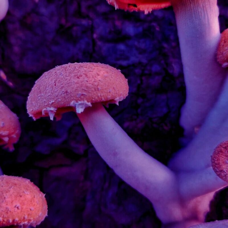 Mushroom Dispensary | Magic Mushrooms Vancouver Canada