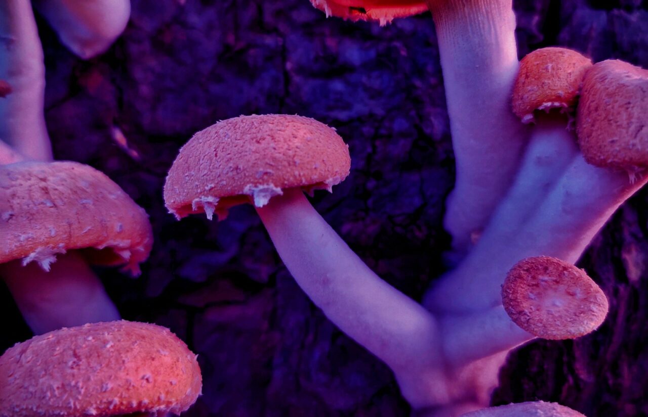 How Psilocybin, Acquired from a Mushroom Dispensary, Could Redesign the Thought Patterns of Individuals Struggling with HIV-Related Shame