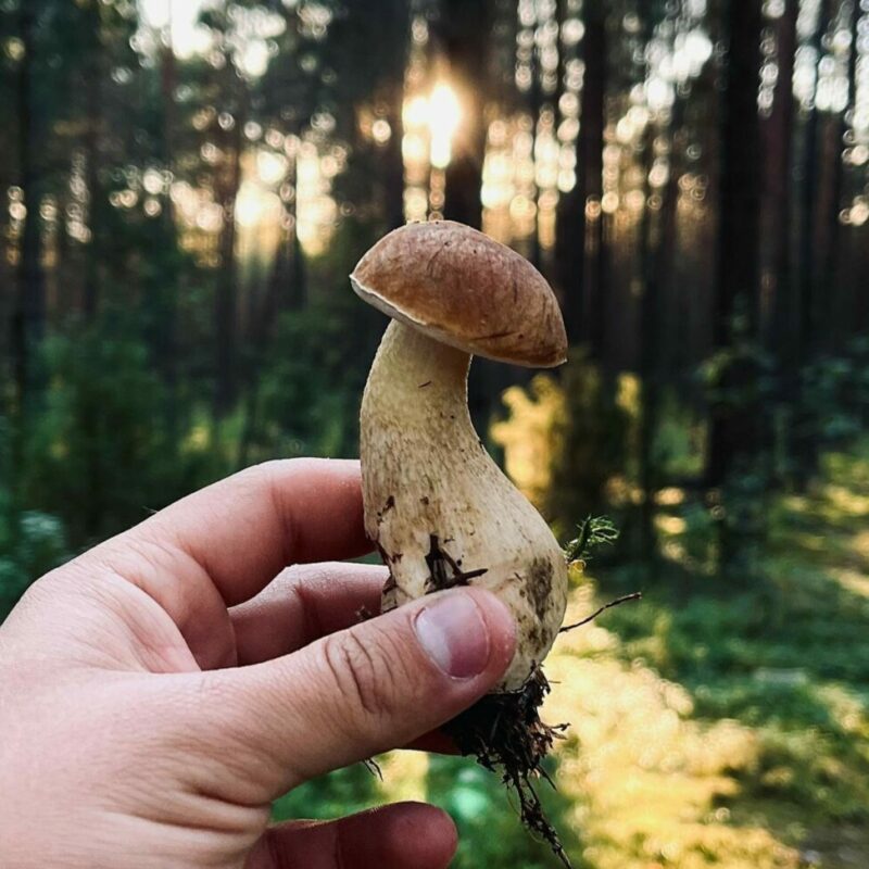 Shrooms Delivery Canada | Magic Mushrooms Vancouver Canada