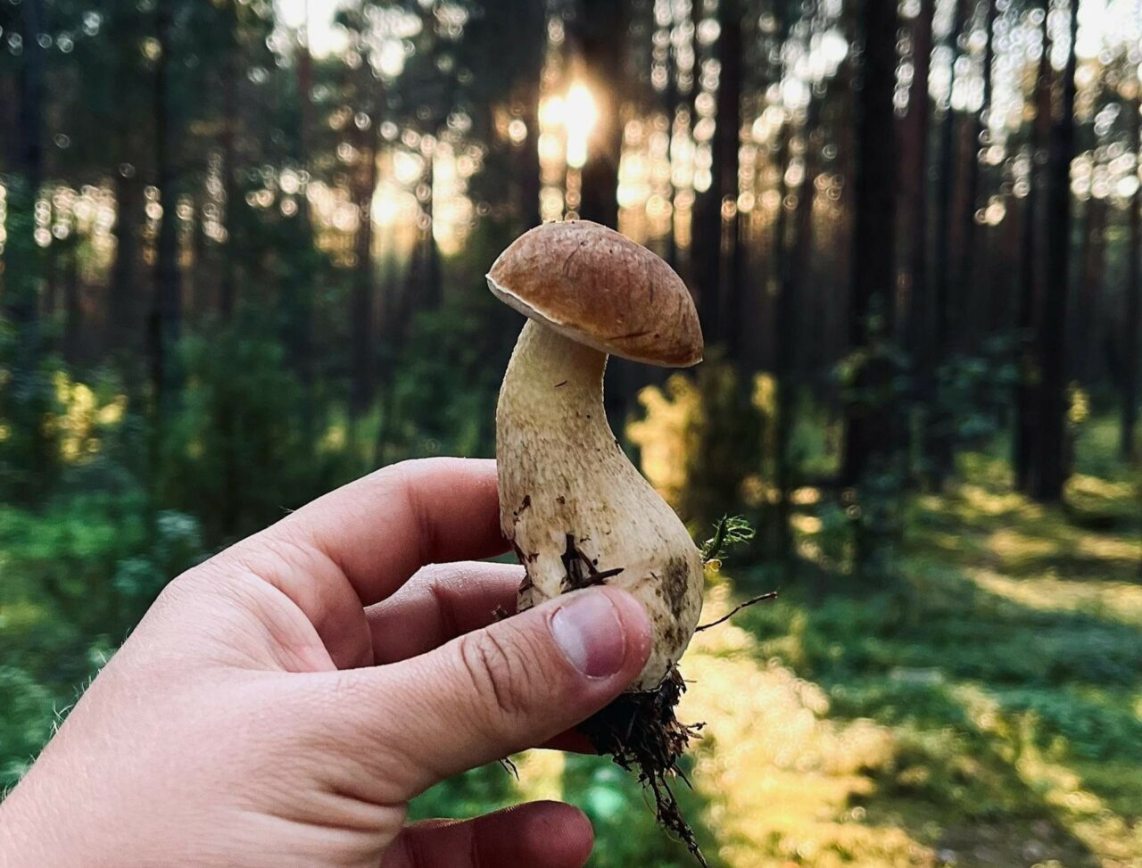 Is Psilocybin a Superior Option to Escitalopram/Esketamine? Discover the Answer with ShroomsDeliveryCanada