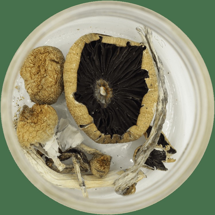  | Magic Mushrooms Vancouver Canada