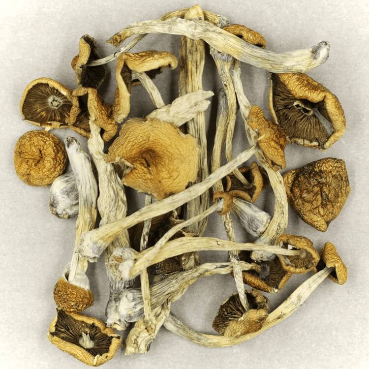  | Magic Mushrooms Vancouver Canada