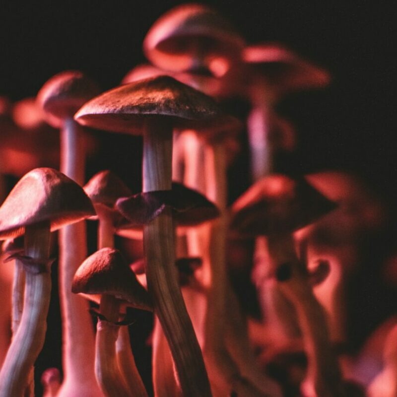  | Magic Mushrooms Vancouver Canada