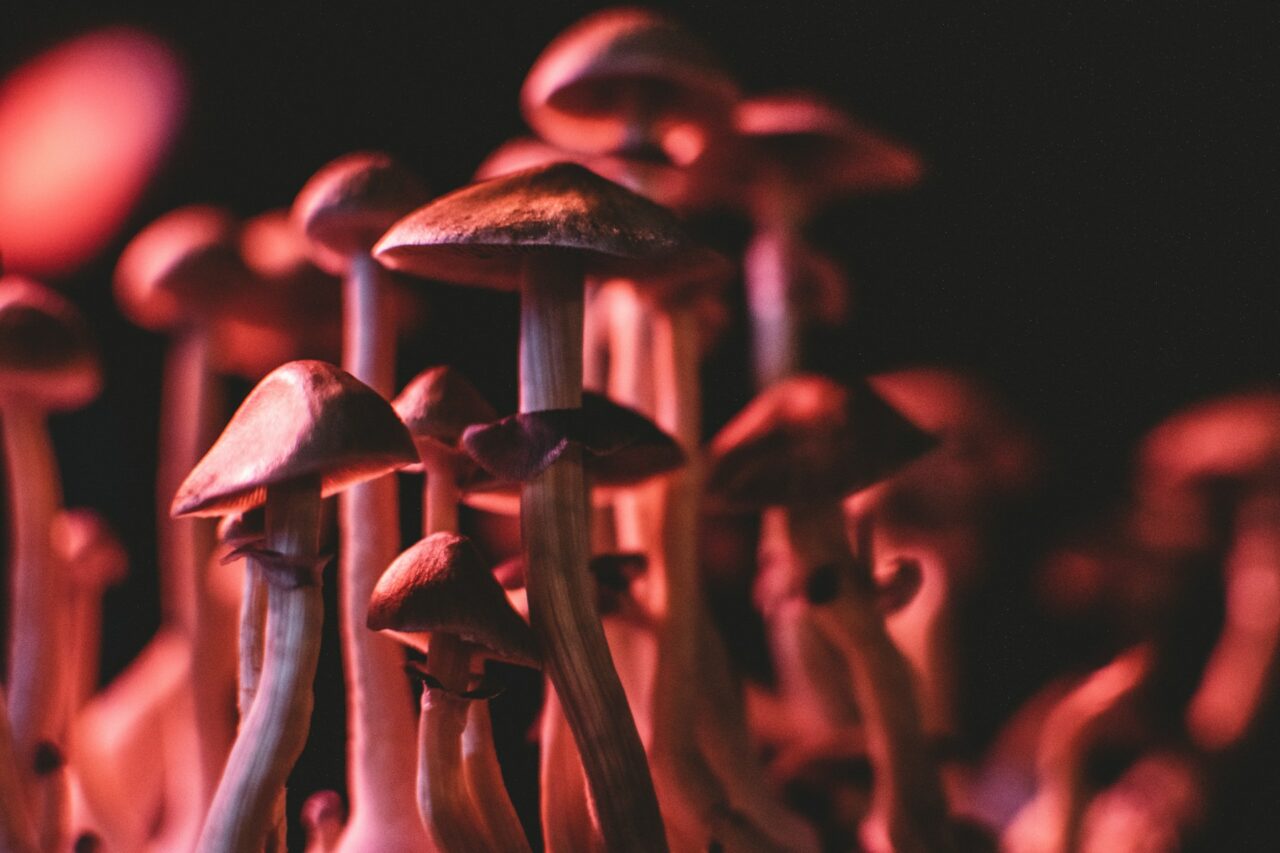 Obtaining Psychedelics Online: A Guide to Navigating and Avoiding Scams
